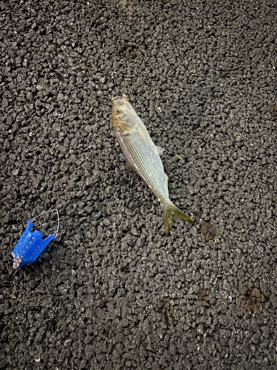 防波堤で釣れた魚